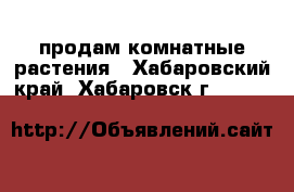 продам комнатные растения - Хабаровский край, Хабаровск г.  »    